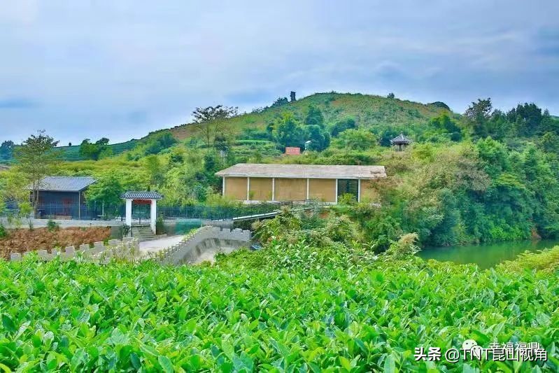 白毫银针茶叶的产地,白毫银针的产地在哪里