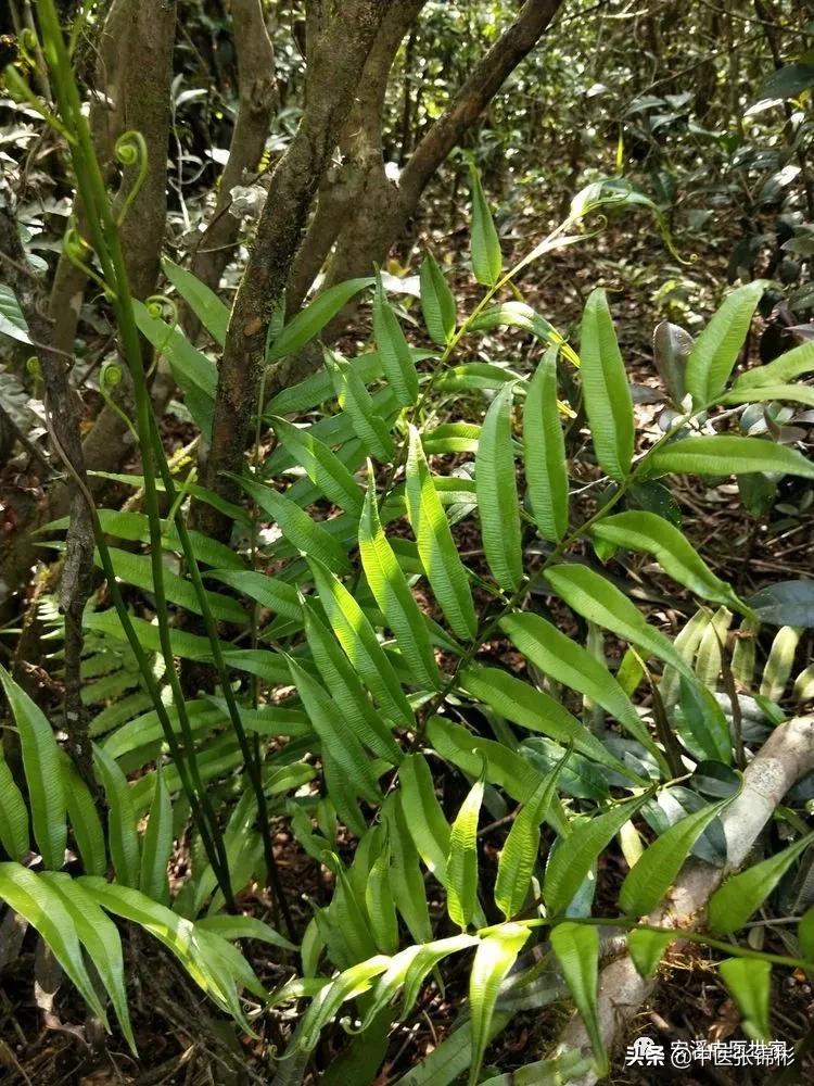 认识身边的中药材,认识中医寻找身边的中药