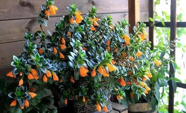 金鱼吊兰怎么养才能快速开花,春天金鱼吊兰开花可以晒太阳吗