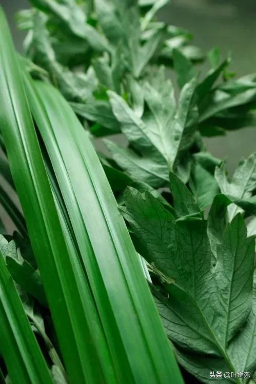 山前青青野艾草,你家门前插几枝?