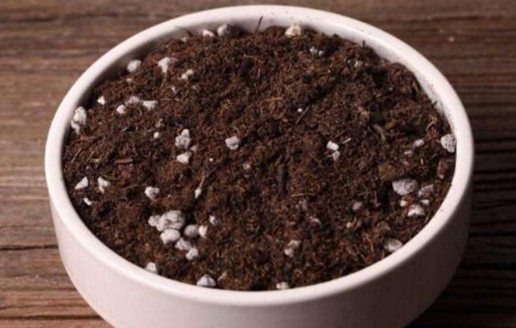 丽格海棠好看不好养？掌握正确的养殖技巧，叶绿花红养得久