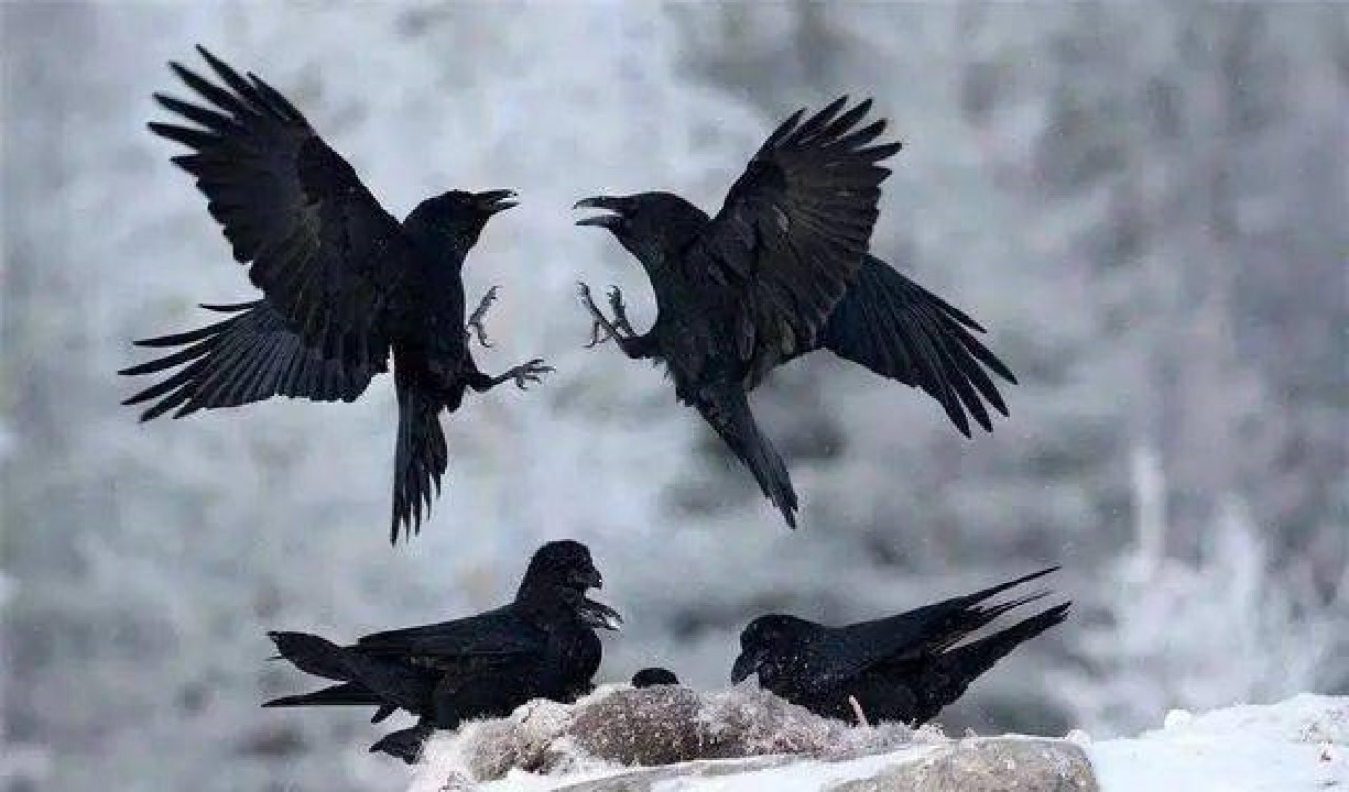 乌鸦死后，为什么周围会聚集一群活着的乌鸦？难道乌鸦也办葬礼？