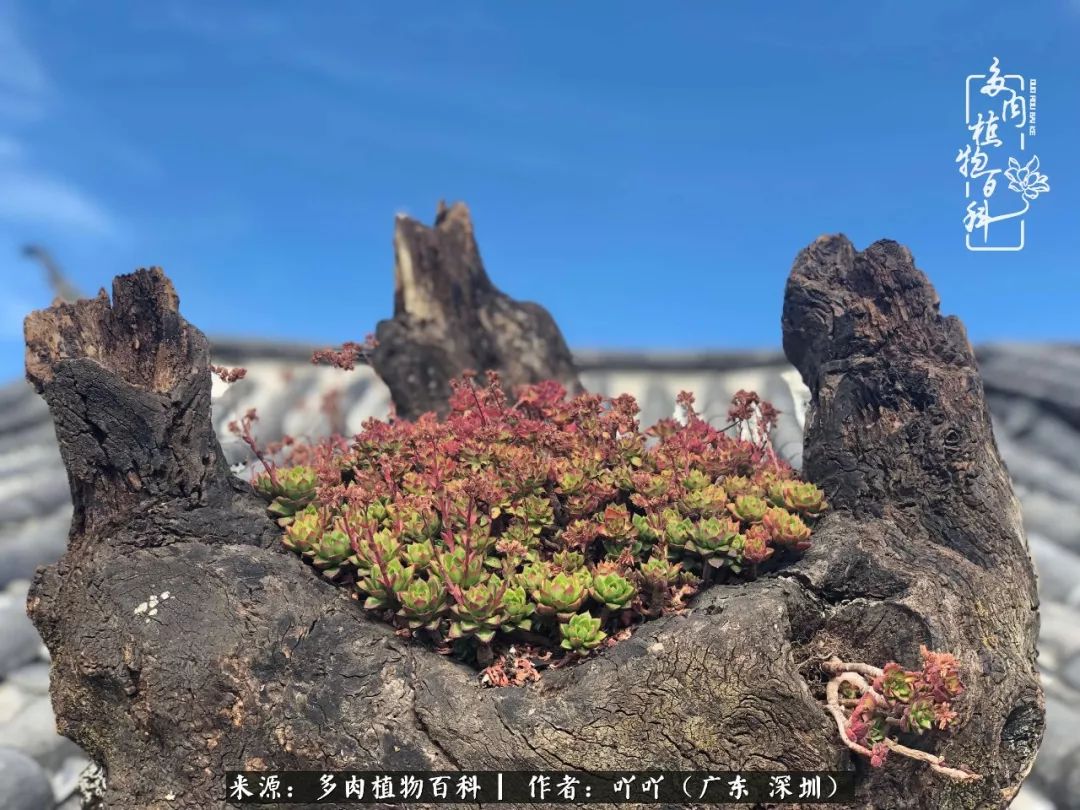 涓冨僵浜戝崡澶氳倝,浜戝崡澶氳倝涔嬫梾