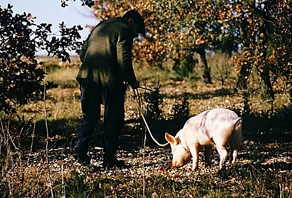 你爱吃的椰子，背后可能有一只泰国“打工猴”血汗故事