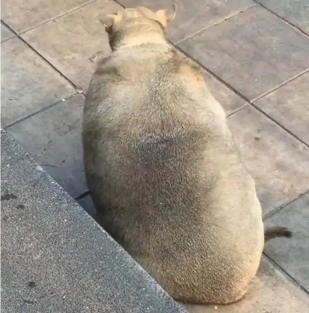 网上买狗如何防止被骗,网上买狗怎么避免被骗