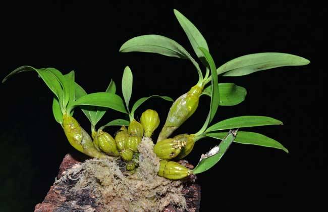 很少人知晓的“石豆花”,做成盆景后,确实会令你眼前一亮,创意