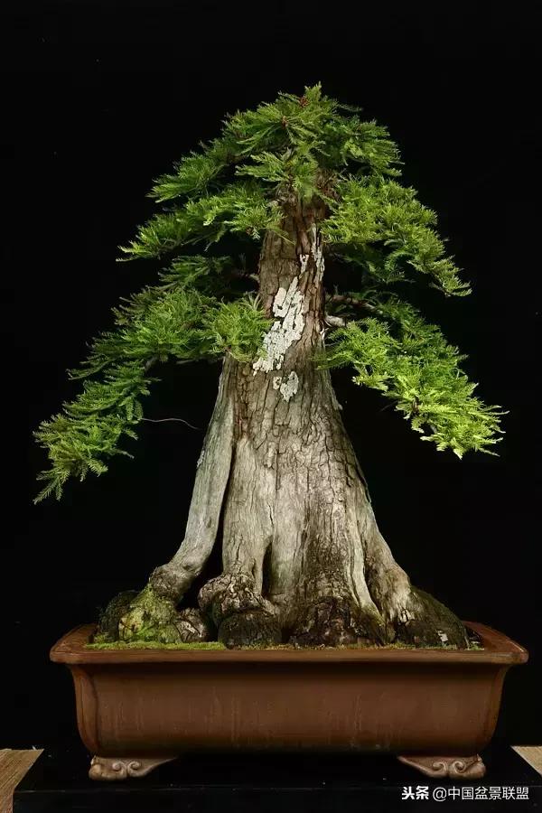 舍利干的历史,舍利干盆景图