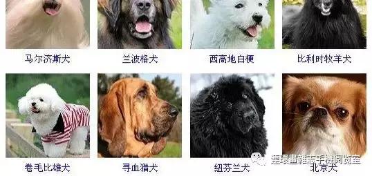 狗狗品种大全卡斯罗,雪纳瑞