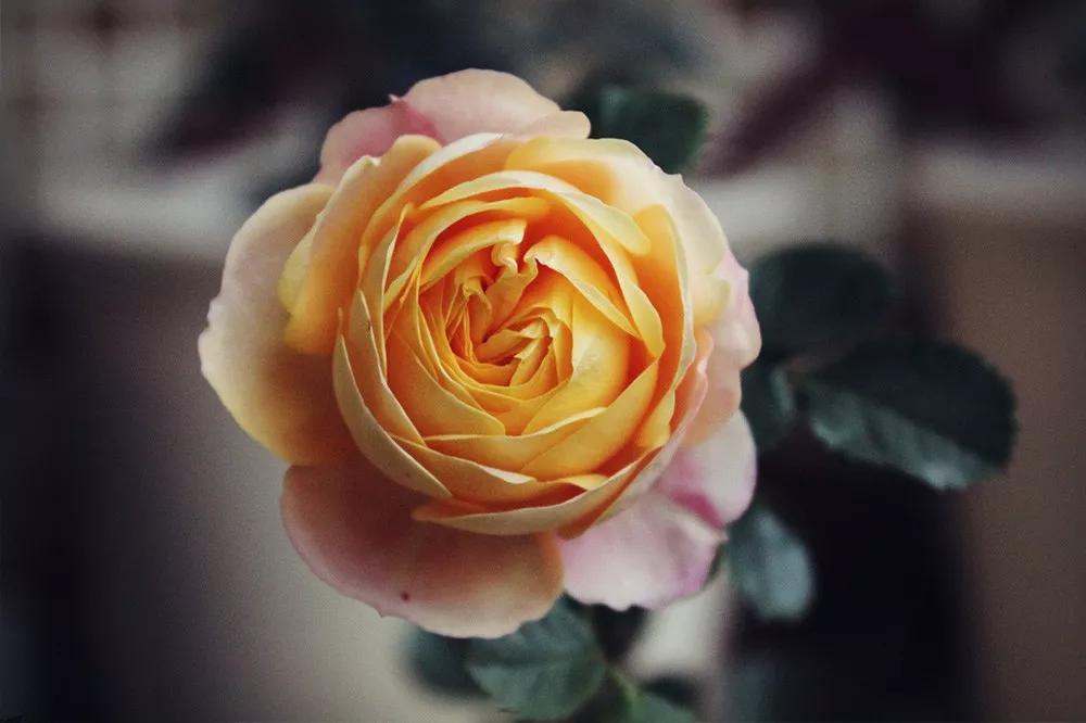 花店必备的5款玫瑰,花店最常用什么品种的玫瑰花