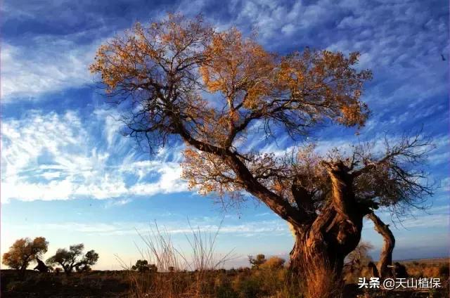 *疆新**库尔勒彻底火了！登上央视让世界瞩目，为库尔勒而骄傲