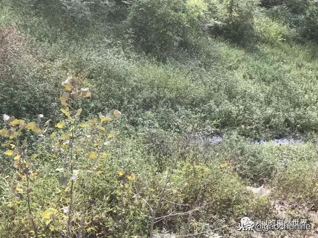 大草龟和小草龟谁好养,变异草龟和草龟的区别