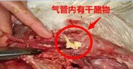 鸡支气管堵塞最快解决办法,鸡急性支堵用什么药最有效