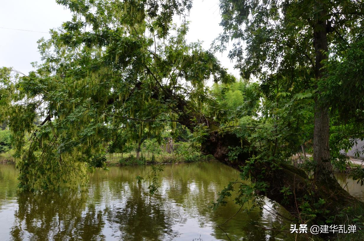 仁寿石咀的小石堰，浓浓的乡愁理不乱也剪不断