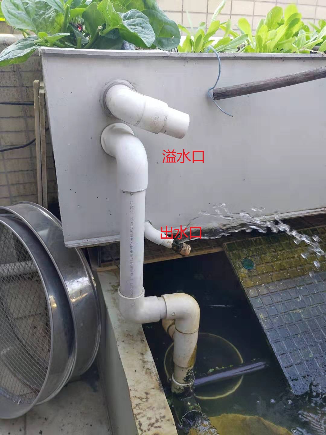 龟菜共生种植技术视频,龟菜共生系统详解