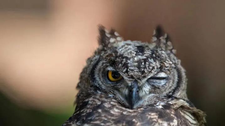 领导者常常要像猫头鹰，睁一只眼闭一只眼