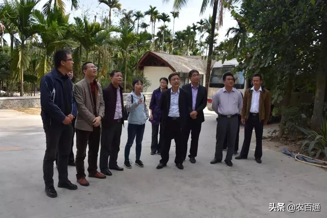 海南省科协副主席、省科技厅厅长史贻云赴保亭县调研槟榔产业