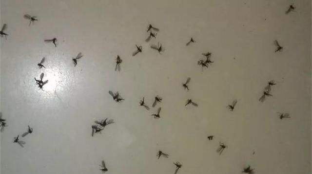 花盆里有白色小虫子还不怕水,花盆里有小虫子