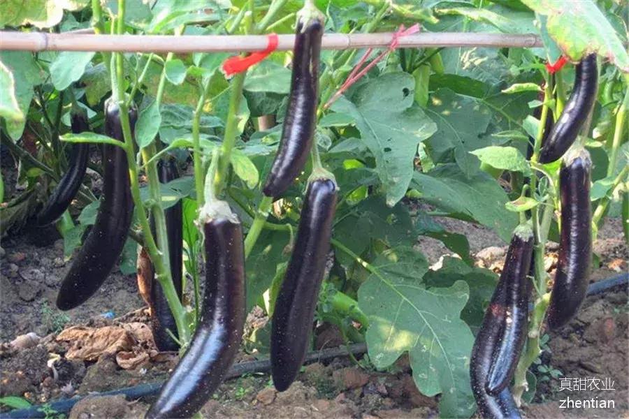 蔬菜价格常见涨一天跌三天的状况，皆因蔬菜太多人心太急所致