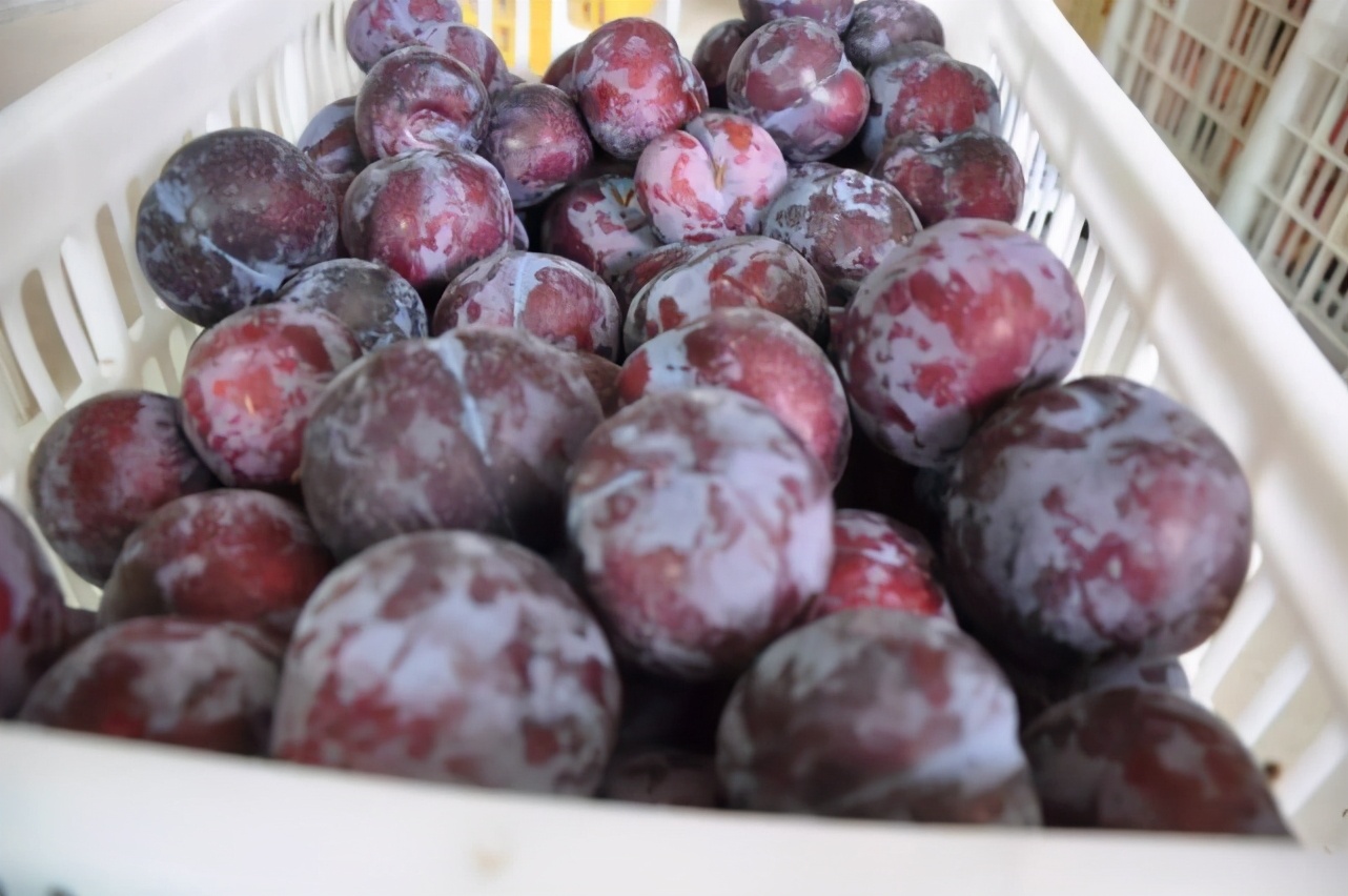 猕猴桃催熟不当会有什么后果,为什么红心猕猴桃不用催熟