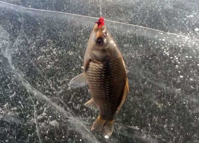 冬季冰钓钓深还是钓浅,冬季冰钓如何找鱼窝