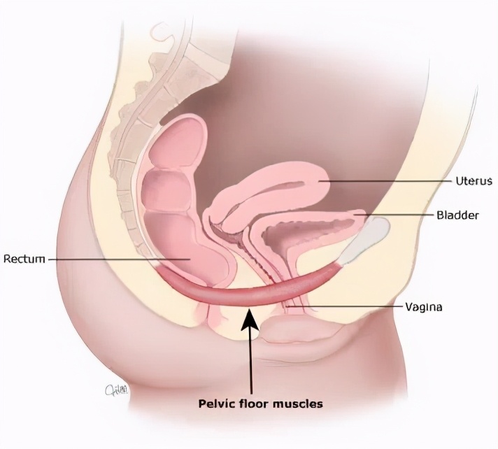 产后子宫修复避坑,产后盆底肌修复是个坑