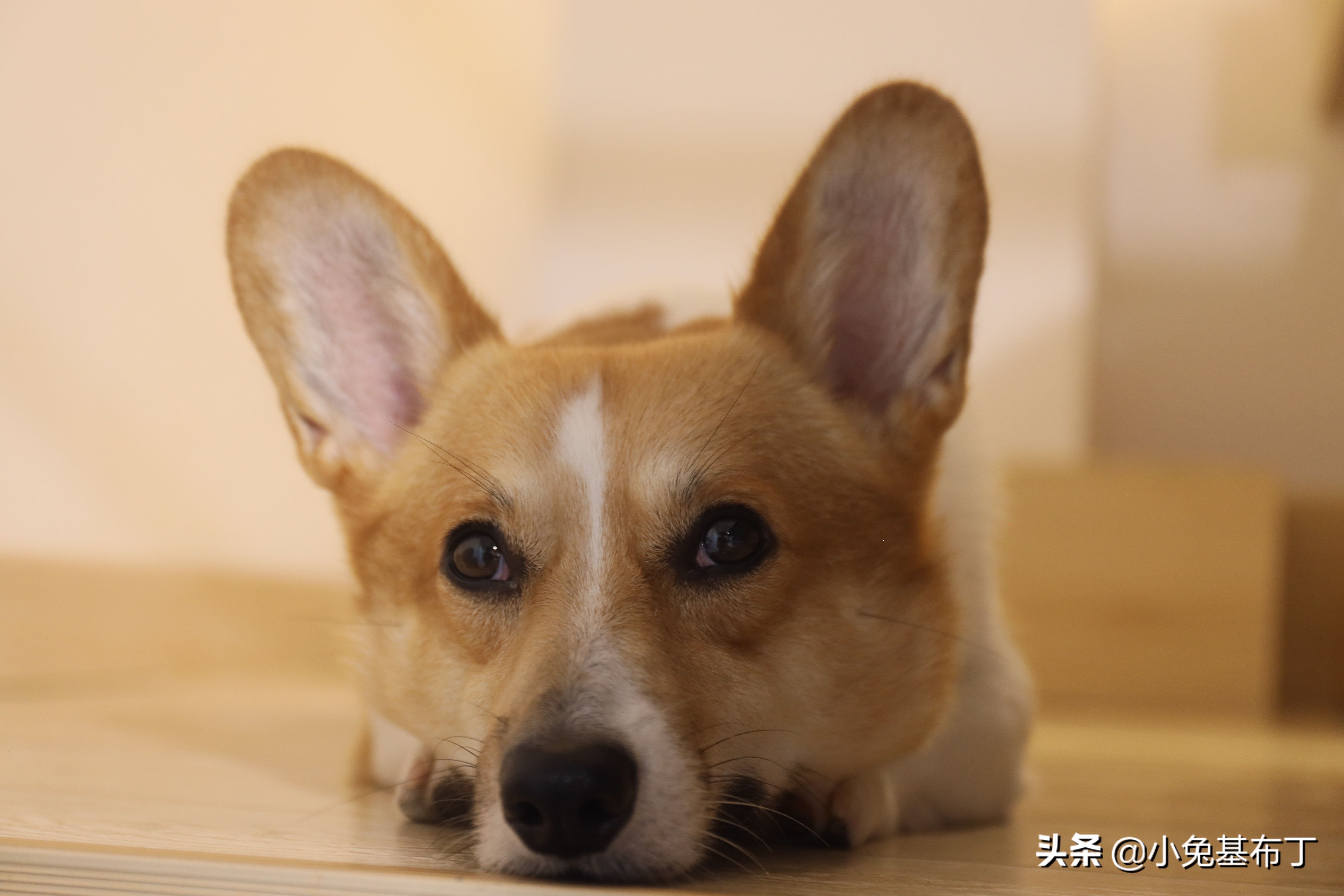 狗狗挑食每天吃一点点狗粮怎么办,狗狗挑食饿了几天了还是不吃狗粮