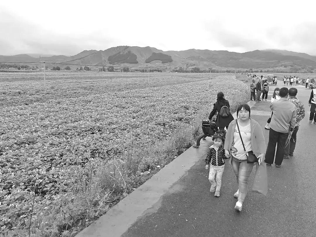 岚县土豆花开王家村,土豆丰收助农增收