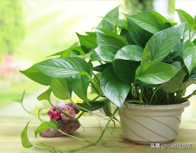 绿萝怎么养成一面墙,怎么让绿萝爬满柱子