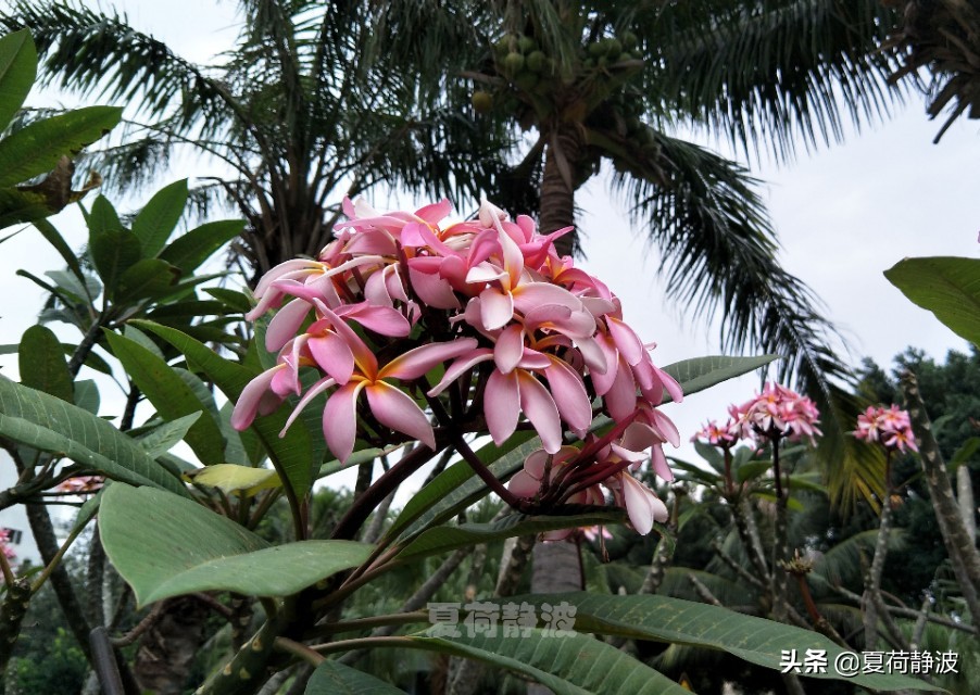 海南潜水旅游攻略一日游,海南亚龙湾游记
