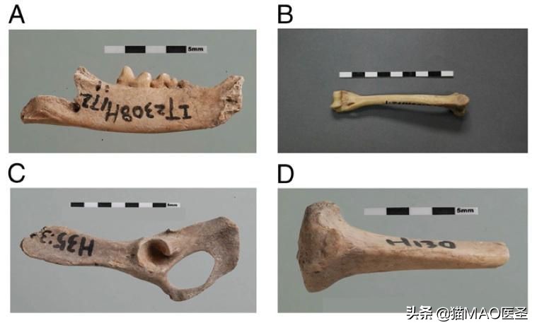 在中国记载的猫最早来源于哪里,中国从古至今养猫的历史