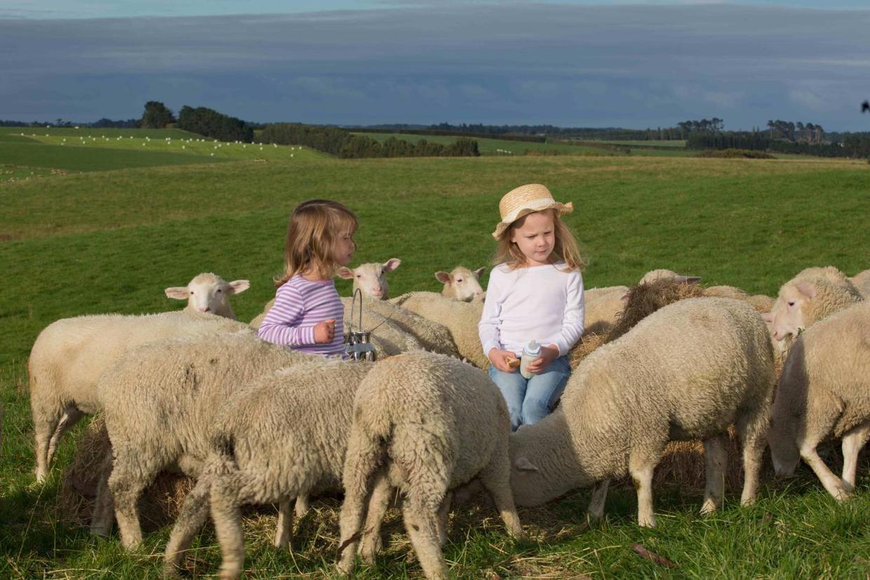 新西兰蓝河羊奶粉怎么样,新西兰原装进口蓝河羊奶粉怎么样