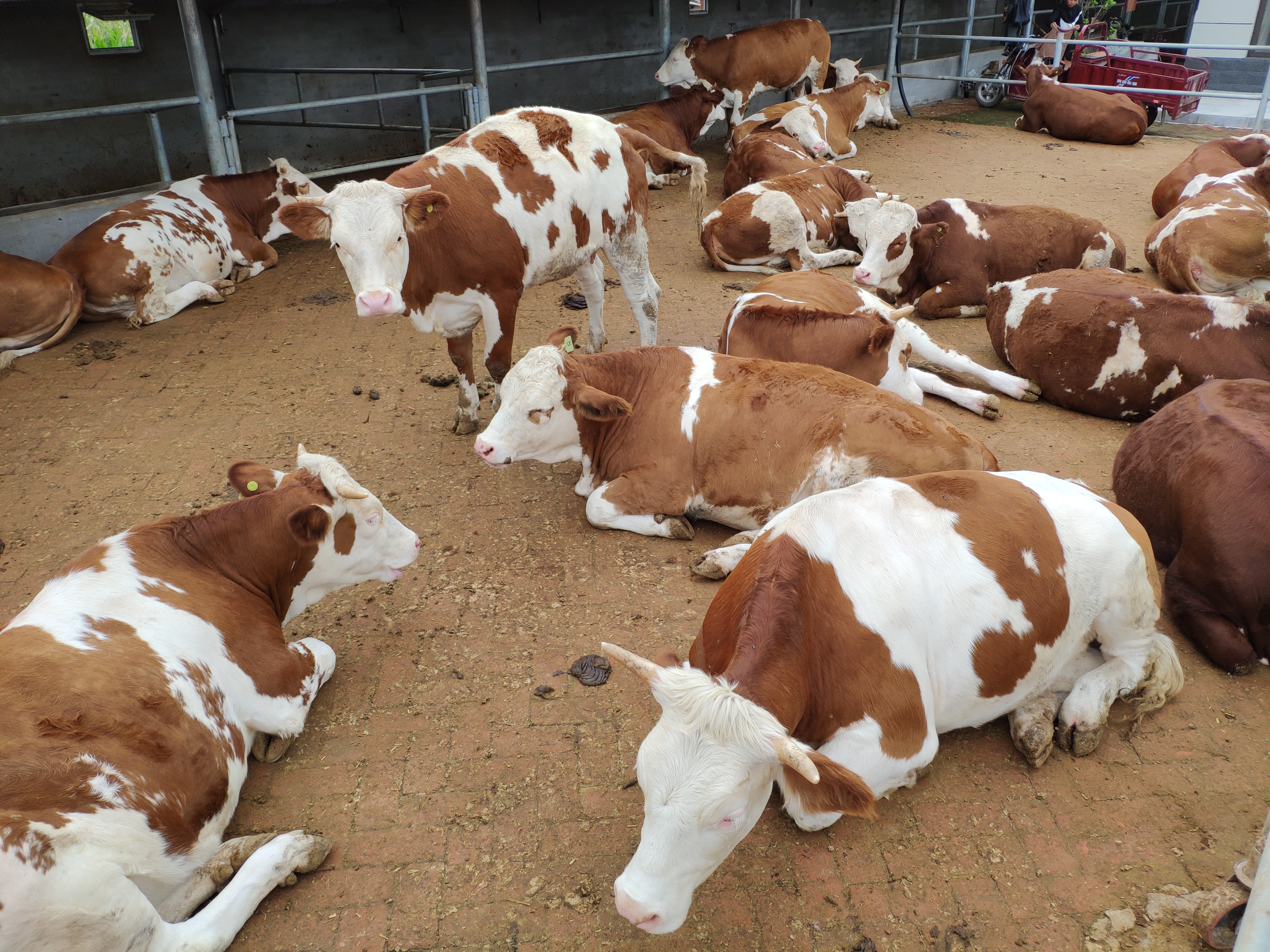 养牛当前存在的问题有哪些,养牛场的重点管理工作