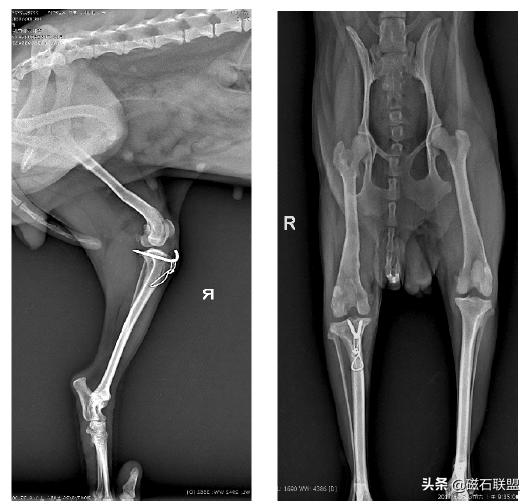 小泰迪一直跳来跳去怎么办,小泰迪总跳脚