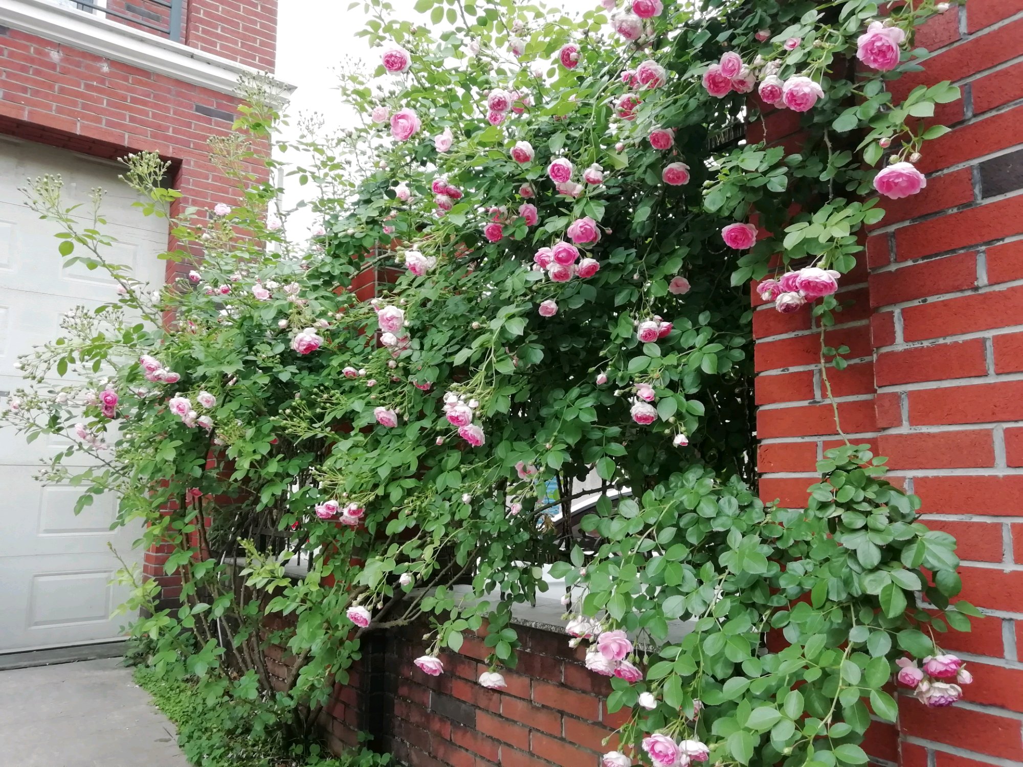 藤本月季冬季修剪方法,藤本月季怎么修剪图解大全