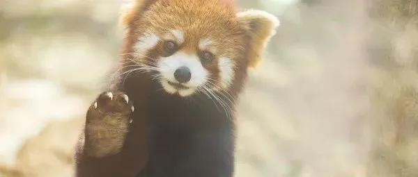 你是几月生的就代表你是什么动物,出生日期决定你是什么动物