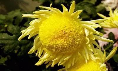 动物与植物有哪些成语故事,哪些成语与植物行为有关