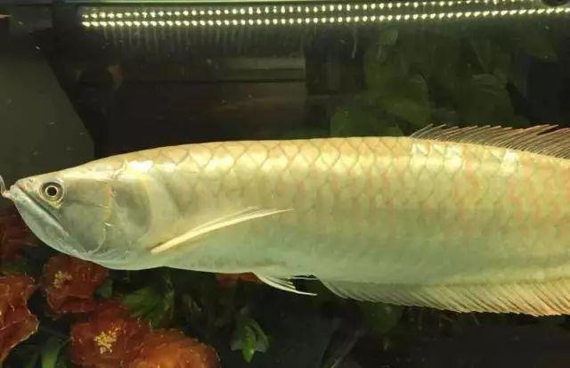 龙鱼一般混养几条好,混养龙鱼的正确方法