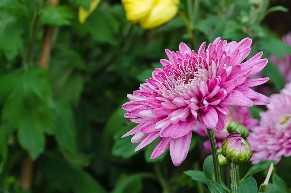 湖泊风景区推荐,深圳十大免费主题公园