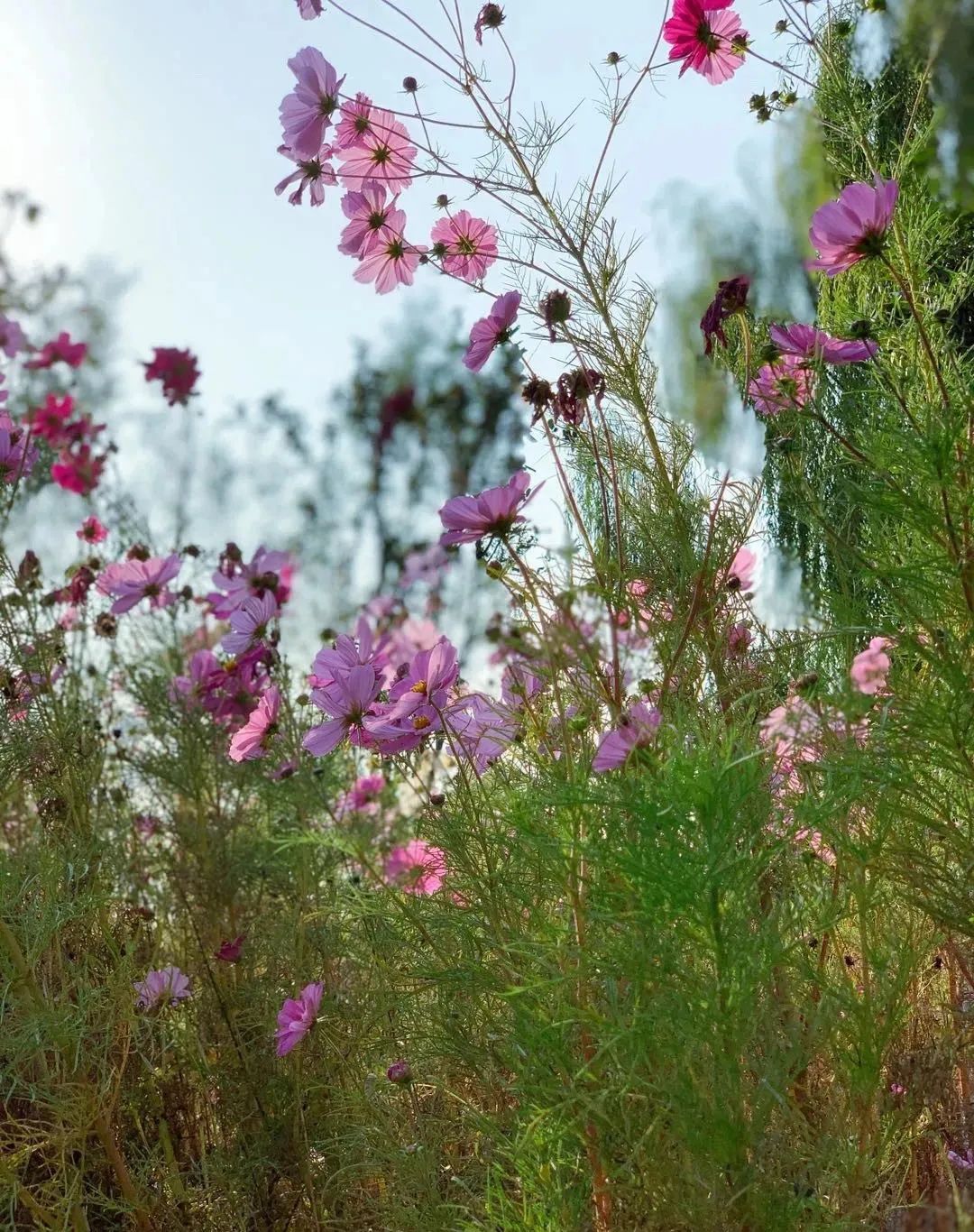 缃戝弸鍒嗕韩鍖椾含璧忚姳鎸囧崡,鍖椾含璧忚姳鎸囧崡