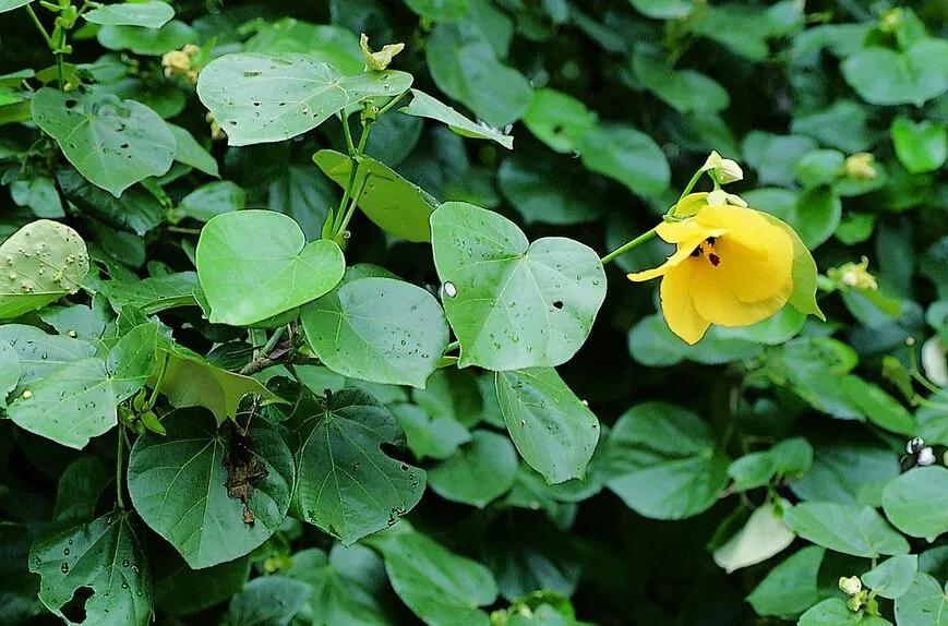 盐碱地怎么治理才能长出植物,盐碱地土地综合整治工程问题