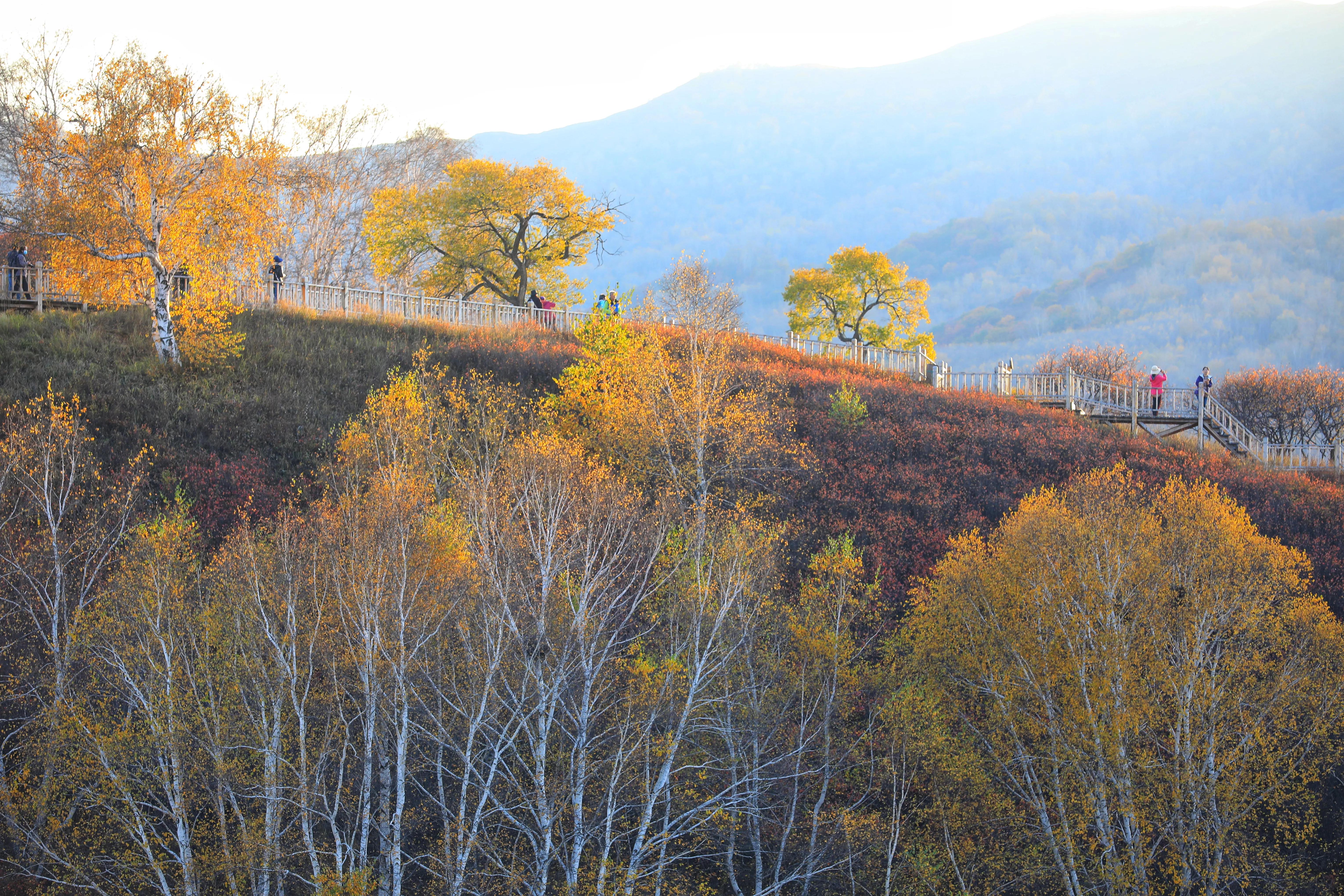 坝上秋色草原,坝上草原游记作文