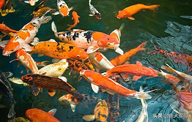 水中活宝锦鲤怎么养,锦鲤鱼与什么鱼可以一起养