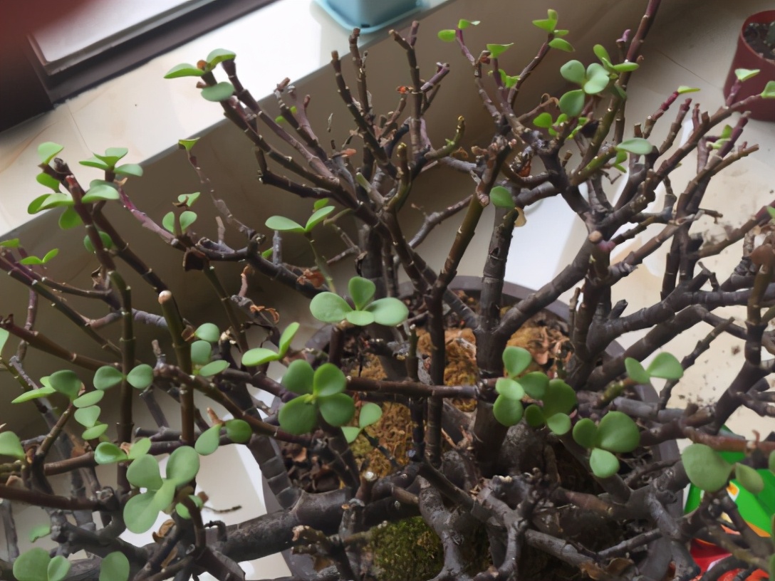 金枝玉叶过冬怕什么,金枝玉叶怕过冬吗