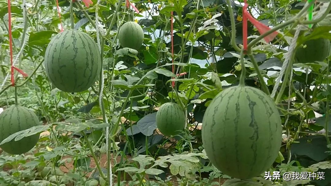 地里栽西瓜,露天西瓜种植一步一步教你