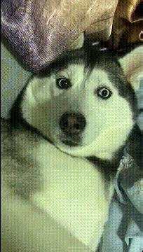 搞笑gif开心一刻单身也挺好,搞笑gif开心视频