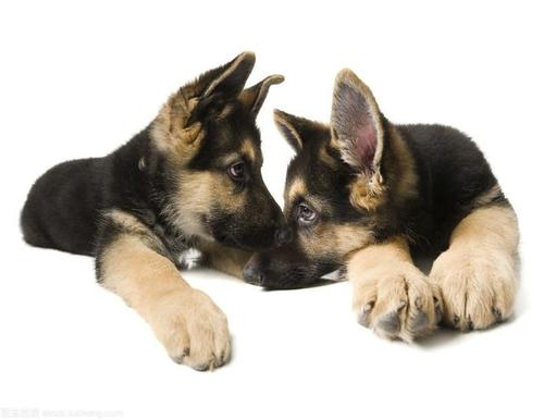 德国牧羊犬真的可怕吗知乎,德国牧羊犬恐怖秘密