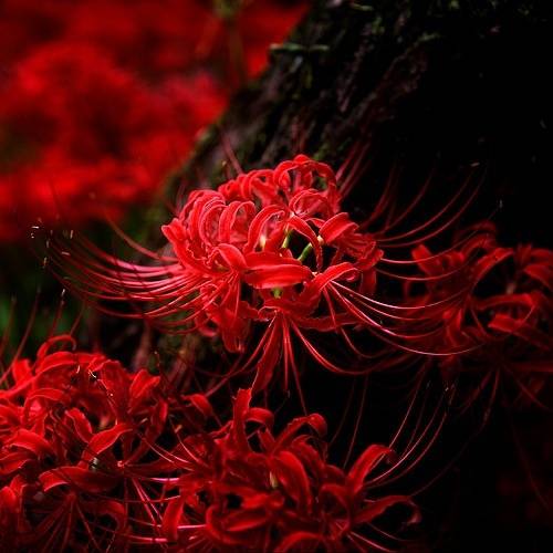 保证你没见过的新奇特植物 (令人大开眼界的植物世界)