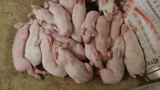 猪非瘟预防,圆环副猪怎么治疗