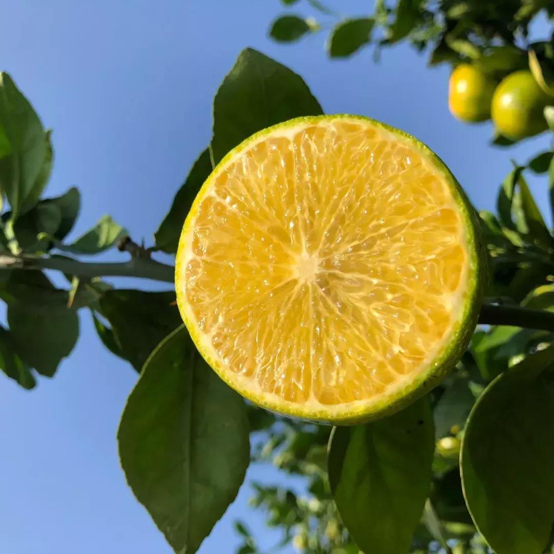 试吃皇帝柑,试吃新鲜佛手柑