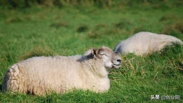 夏季羊中暑如何急救,夏季养羊防中暑小诀窍